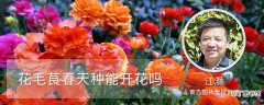 【开花】花毛茛春天种能开花吗