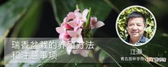 【盆栽】瑞香盆栽的养殖方法和注意事项