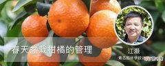【盆栽】春天盆栽柑橘的管理