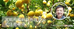【柠檬】盆栽柠檬树的养殖方法和注意事项