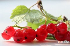 【品种】鹅莓有哪些品种