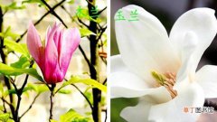 【玉兰花】木兰花和玉兰花的区别