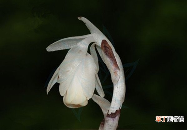 【图片】幽灵之花——水晶兰图片