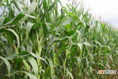 【种植】玉米种植技术，种子处理合理整地