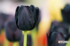 【鸢尾花】世界上最高贵神秘的花有哪些，昙花/黑色鸢尾花/睡莲/黑郁金香