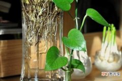 【水培】绿萝水培方法是什么，选择带有气生根的健康根茎