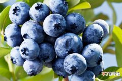 【种植】蓝莓种植技术方法是什么，土壤有机质和酸碱性是关键