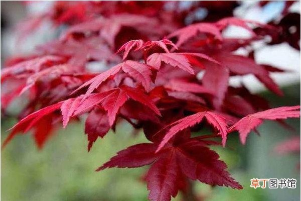 【养护】日本红枫怎么养护，盆栽养护秘诀是什么