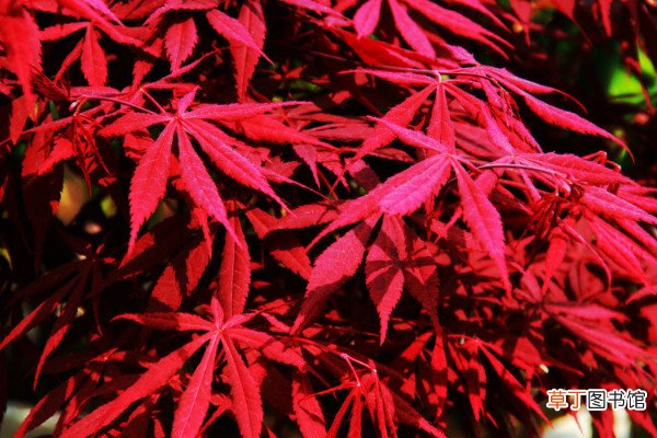 【养护】日本红枫怎么养护，盆栽养护秘诀是什么