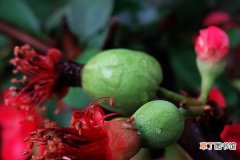 【海棠果】木瓜海棠果实能吃吗，怎么制作盆景观赏养殖