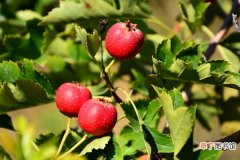 【成熟】冬天成熟的十种水果有哪些，冬枣最受欢迎