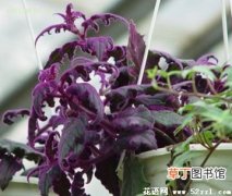 【技巧】紫鹅绒的栽培方法和技巧
