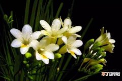 【小苍兰】香雪兰和小苍兰有什么区别，两个是同一种植物开花很美