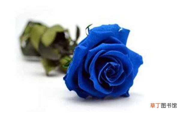 【蓝色妖姬】蓝玫瑰和蓝色妖姬的区别,转基因花与染色花