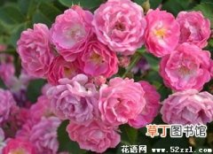 【养殖方法】关于蔷薇花的养殖方法