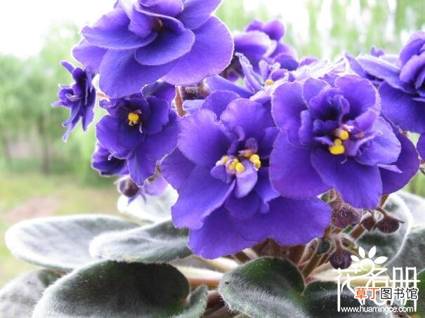 播种期影响开花期 【开花】紫罗兰什么时候开花，紫罗兰开花时间5-8月