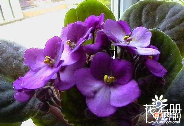 播种期影响开花期 【开花】紫罗兰什么时候开花，紫罗兰开花时间5-8月