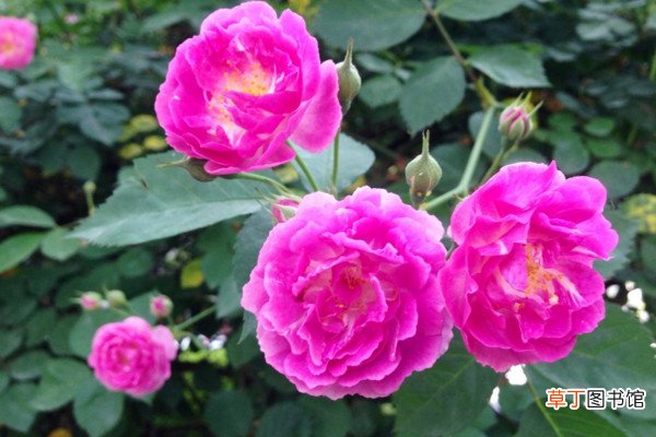 【育苗】蔷薇种植方法及时间，需进行育苗最佳时间在秋季落叶后