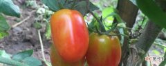 【多】西红柿的密度是多少？