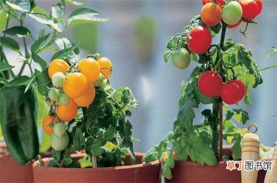 【西红柿】盆栽西红柿的种植方法
