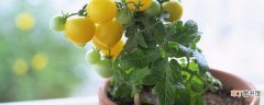 【西红柿】盆栽西红柿的种植方法