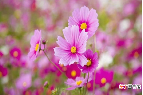 气候是主要因素 【开花】雏菊什么时候开花，雏菊花期多长时间