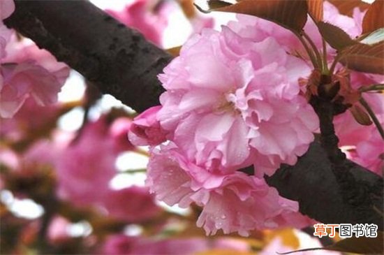 【作用】日本晚樱的作用，可供观赏还能泡茶饮用