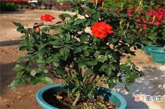 【小玫瑰花】盆栽小玫瑰花怎么养殖，提供8小时以上光照和适量水肥