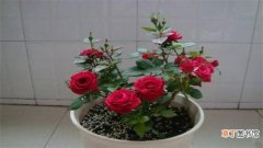【种植方法】玫瑰花种植方法