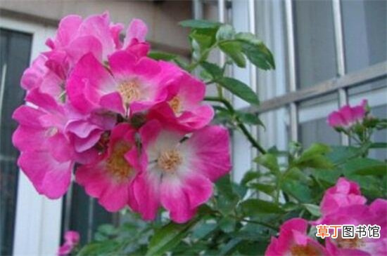 【花期】蔷薇花花期是什么时候，大概在5～6月开花