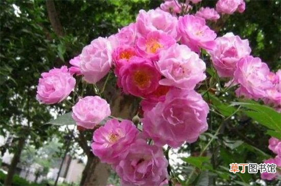 【花期】蔷薇花花期是什么时候，大概在5～6月开花
