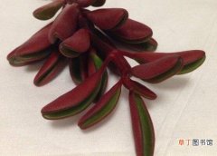 【繁殖】红背椒草多肉怎么繁殖，详解扦插和叶插两种繁殖方法