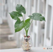 【植物】水培植物用透明花瓶好还是不透明的花瓶好：无论哪种对植物的影响都