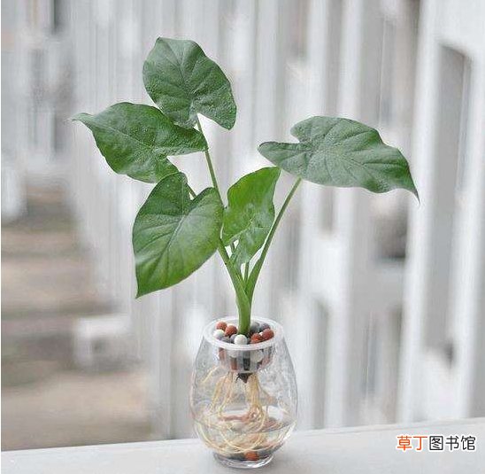 【植物】水培植物用透明花瓶好还是不透明的花瓶好：无论哪种对植物的影响都不大，根据个人需要选用即可