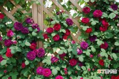 【花卉】这8款开花超美的藤本花卉：能爬墙，会开花，艳丽的花儿简直美到爆