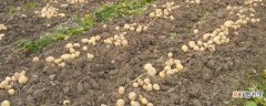 【种植】土豆的种植时间和方法