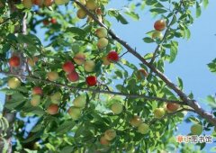 【养殖方法】桃树的养殖方法：充足的光照、疏松的中性土壤