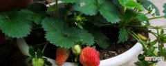 【草莓】盆栽草莓怎么过冬