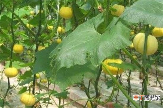 【栽培】露地甜瓜高产栽培技术，秋季播种追肥管理