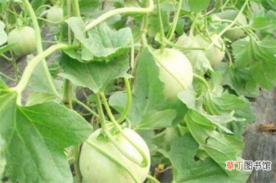 【栽培】露地甜瓜高产栽培技术，秋季播种追肥管理