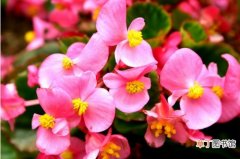 【开花】怎样使四季海棠植株形态更美和连续开花