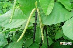 【花卉大全】绿豆怎么种：从整地到管理阶段的介绍