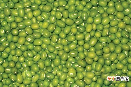 【花卉大全】绿豆怎么种：从整地到管理阶段的介绍