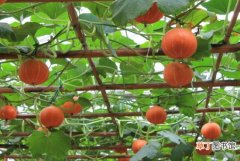 【喜阳】南瓜的种植方法：喜阳光充足、温暖的环境，忌积水