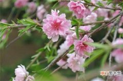 【品种】桃花有哪些品种，盘点十种美丽桃花