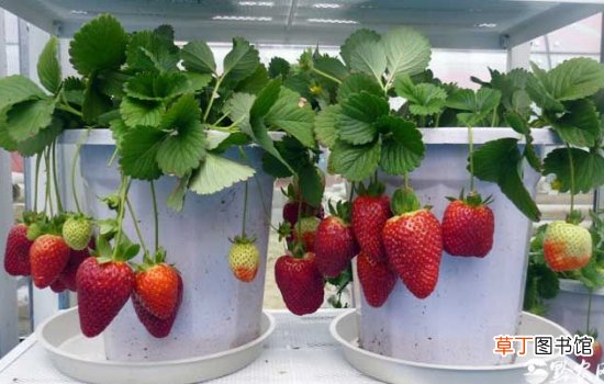 【种子】草莓种子的种植方法：播种前先喷透水，喷透育苗基质
