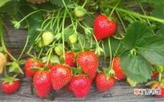 【种子】草莓种子的种植方法：播种前先喷透水，喷透育苗基质