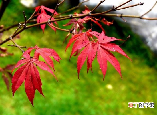 【区别】鸡爪槭和红枫的区别：鸡爪槭秋天才会变红，红枫一年四季均为红色
