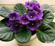 【适合】紫罗兰适合在室内养吗，紫罗兰的室内养殖方法大全