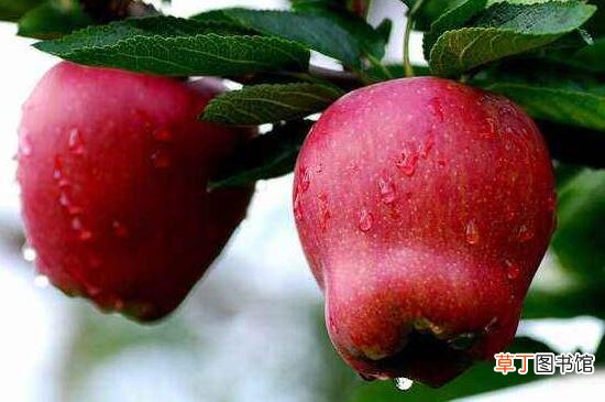 【种类】苹果的种类
